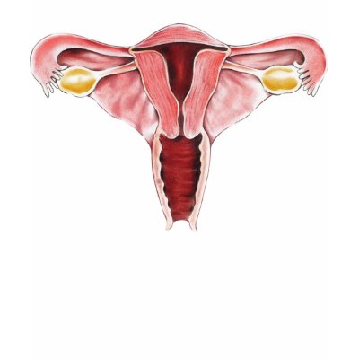 Female Reproductive System Shirts by Dynomoose