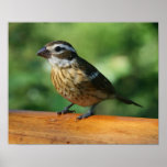 Female Rose-breasted Grosbeak bird print