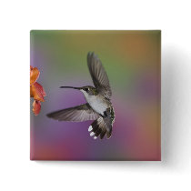 Female Ruby Throated Hummingbird in flight, 2