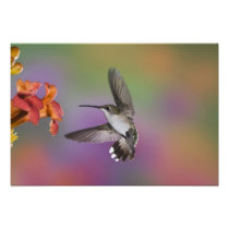 Female Ruby Throated Hummingbird in flight, 2