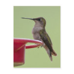 Female Ruby-Throated Hummingbird Post Card