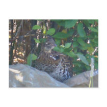 Female Ruffed Grouse Postcard