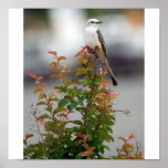 Female Scissortail Flycatcher posters