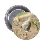 Female Sparrow Button
