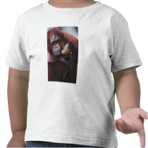 Female Sumatran Orangutan with baby, Pongo