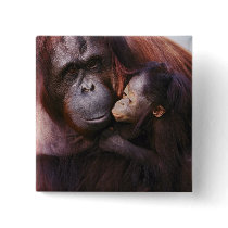 Female Sumatran Orangutan with baby, Pongo