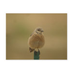female Western Bluebird postcards