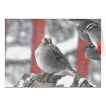 Female White-Polled Sparrow cards