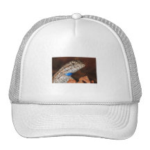 Fence Lizard Mesh Hat