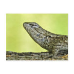 Fence Lizard Postcard.