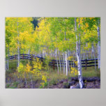 Fence with Aspens Dry Brush posters