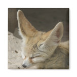 Fennec Fox Magnet