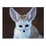 Fennec fox post cards