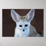 Fennec fox poster