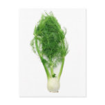 Fennel leaf and bulb post cards