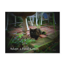 Feral Cat Adoption Postcard
