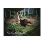 Feral Cat Adoption Postcard