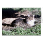 Feral Cat in Sunlight notecard