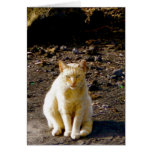 Feral Cat Stink Eye at Old Airport Beach cards