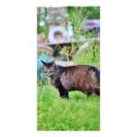 Feral Cat Walking in the Grass photo cards