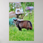 Feral Cat Walking in the Grass Poster