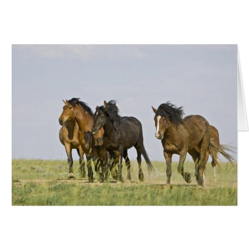 Feral Horse Equus caballus) wild horses 3 Greeting Card