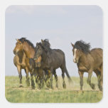 Feral Horse Equus caballus) wild horses 3 Square Sticker