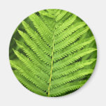 Fern 1 magnets