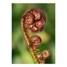 Fern buds custom invitation