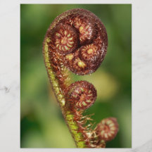 Fern buds flyers
