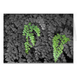 Fern Greeting Card