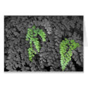 Fern cards