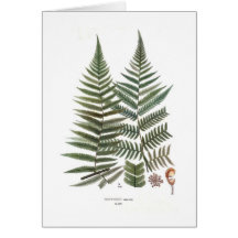Fern Cards