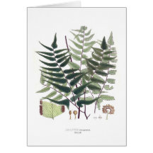 Fern Cards
