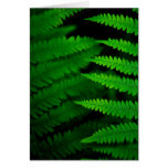 Fern Fronds Card