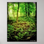 Fern Green Poster