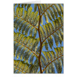 Fern in the Sunlight Greeting Card
