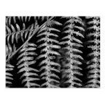 Fern Leaves - Black and White Photo Postcard