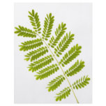 Fern leaves flyers