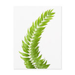 Fern leaves isolated post cards