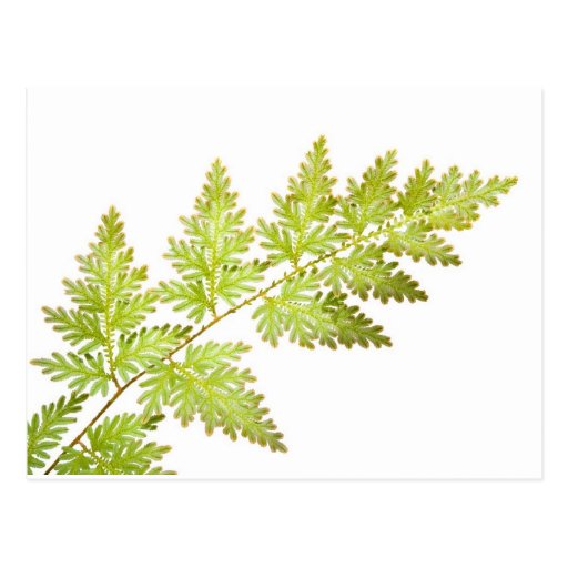 Fern leaves post cards