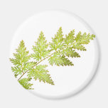 Fern leaves refrigerator magnet