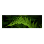Fern P6597 Bookmark Business Cards