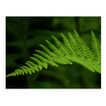 Fern P6597 Postcard
