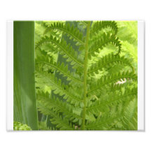 Fern Photograph