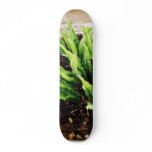 Fern Plant Growing From The Stone Wall Skateboards