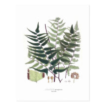 Fern Post Card