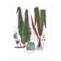 Fern Postcards