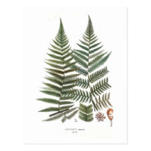 Fern Postcards
