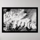 Fern Print
